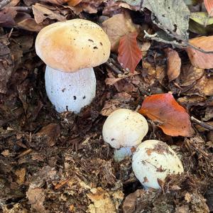 King Bolete