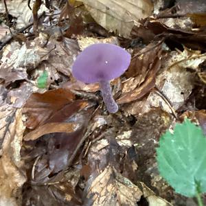 Amethyst Deceiver
