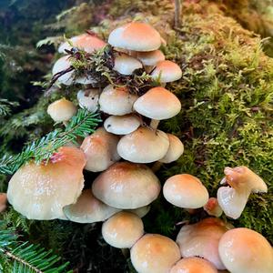 Grünblättriger Schwefelkopf