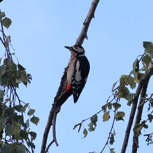 Great Spotted Woodpecker