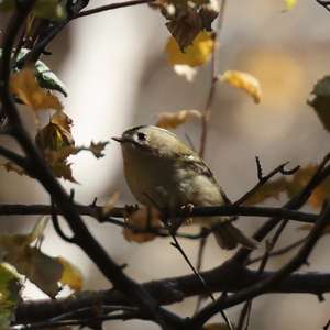 Goldcrest