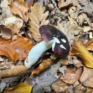 Wechselfarbiger Spei-Täubling