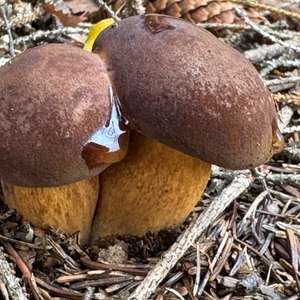 Bay Bolete