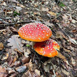 Fly Agaric