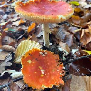 Fliegenpilz