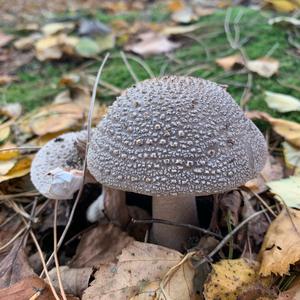 Unknown Species