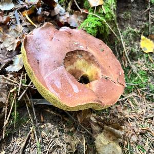 Unknown Species