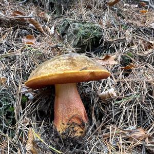 Dotted-stem Bolete