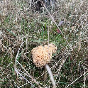 Eastern Cauliflower Mushroom
