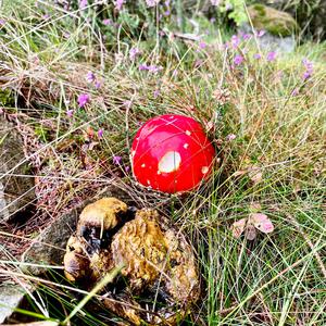 Fly Agaric