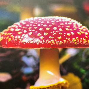 Fly Agaric