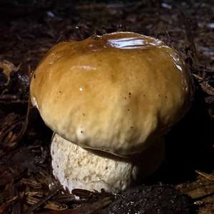 King Bolete