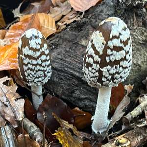 Magpie Ink-cap