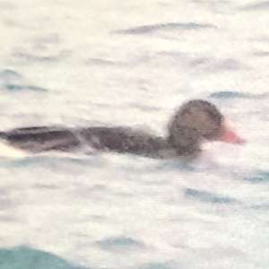 Greater White-fronted Goose