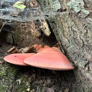 Beefsteak Polypore
