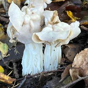 Fluted White Helvella