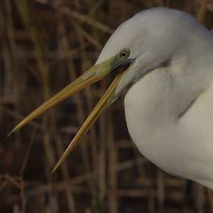 Great Egret