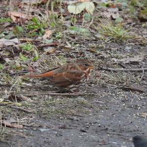 Fox Sparrow