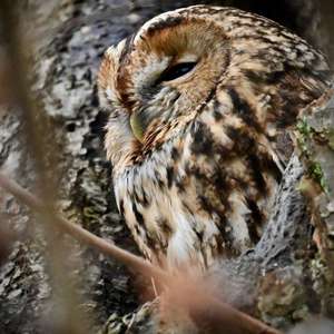 Tawny Owl