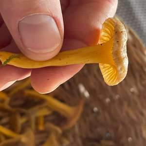 Trumpet Chanterelle