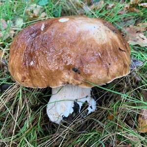 King Bolete