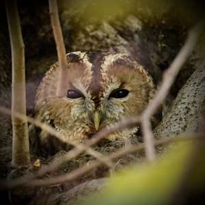 Tawny Owl