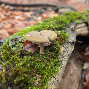 Winter Polypore