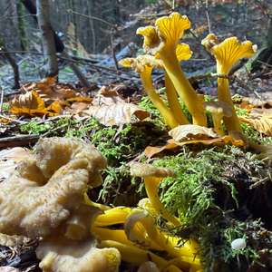 Trumpet Chanterelle