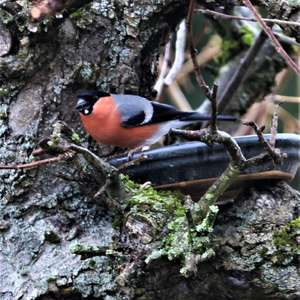Eurasian Bullfinch