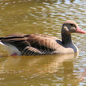 Greylag Goose