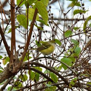 White-eyed Vireo