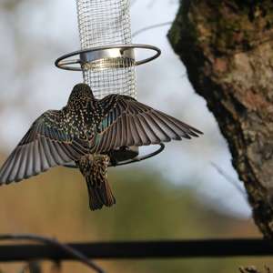 Common Starling