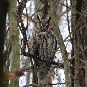 Long-eared Owl