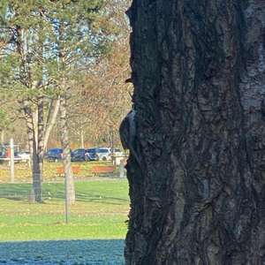 Eurasian Treecreeper