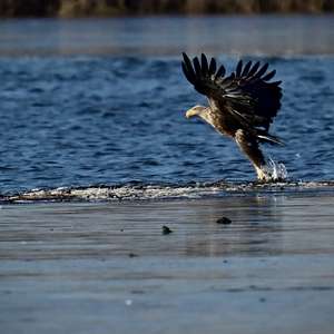 White-tailed Eagle