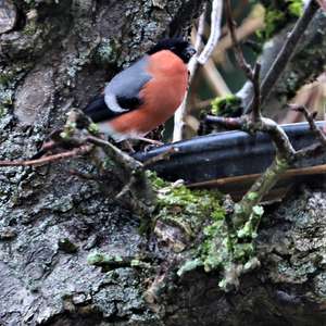 Eurasian Bullfinch