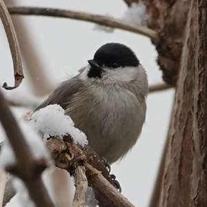 Marsh Tit