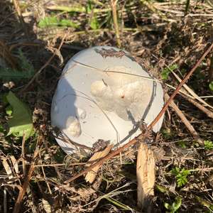 Giant Puffball