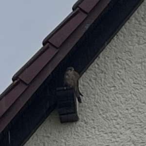 Eurasian Sparrowhawk