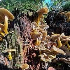 Trompeten-Pfifferling