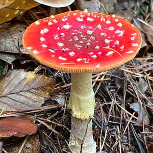 Fly Agaric