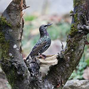 Common Starling