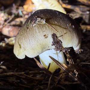 Schwarzfaseriger Ritterling