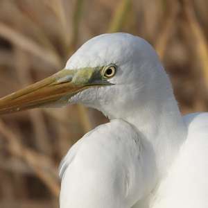 Great Egret
