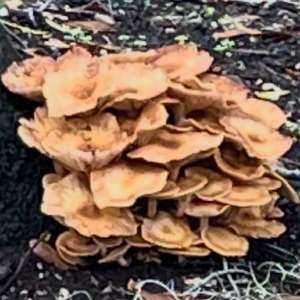 Chicken Mushroom
