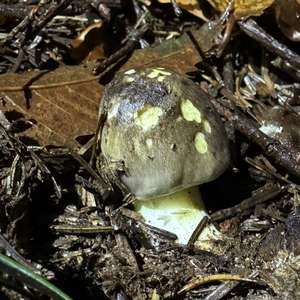 Schwarzfaseriger Ritterling