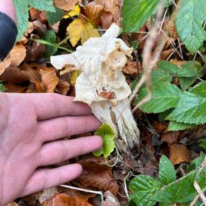Fluted White Helvella