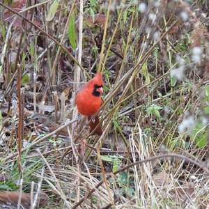 Northern Cardinal