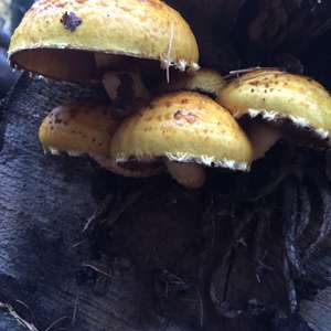 Golden Pholiota