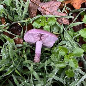 Wood Blewit